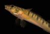 Common Logperch — Conservation Fisheries.